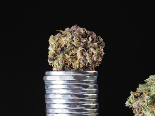 medical marijuana varieties indica sativa and hybrid. cannabis business concept. hemp cones on a...