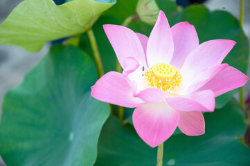 Close-up of lotus flower blooming in pond with green leaves as background.