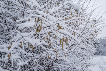 B&uuml;sche mit langen Zweigen mit Schnee verziert