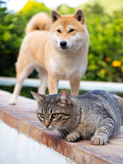 Fototapeta na wymiar Two friends shiba inu puppy and tabby cat