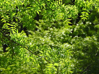 close up of green fern