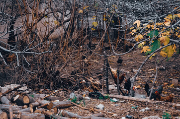 leaves on the ground