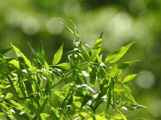 close up of leaves