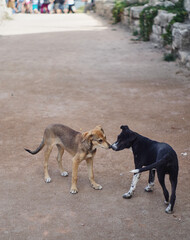 Two dogs of different colors.  Animal friendship