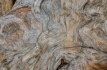 Patterns of layers of wood on dead pine trees on the shores of the Pacific Ocean in Olympic National Park, Washington, USA