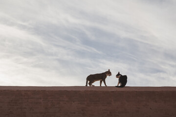 Feral cats have a confrontation in Marrakech, Morocco.