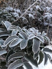 frost on the leaves