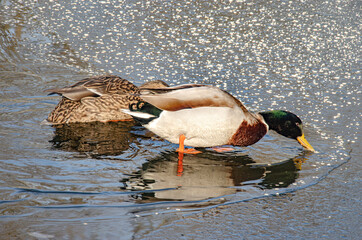 Eine Ente auf dem Wasser, mit einer Eisfläche