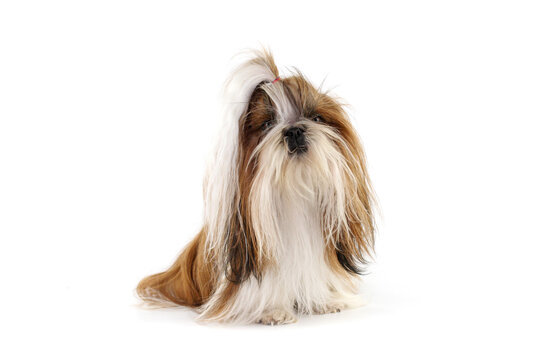 portrait of dog shih tzu isolated on white 
