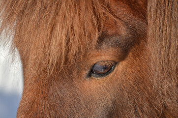 close up of horse head