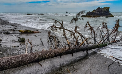 Trunks of fallen trees at low tide on the Pacific Ocean in Olympic, National Park, Washington