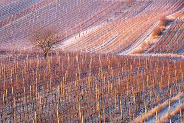 Fototapeta premium Frost winter rows of vineyards in cold season in South Moravia, Czech