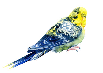 Watercolor tropical bird, budgie on a white background, botanical painting. Cute pet