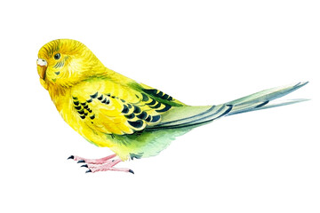 Watercolor tropical bird, budgie on a white background, botanical painting. Cute pet
