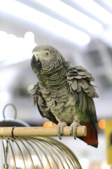 African gray parrot, exotic bird parrot. Fluffed up feathers