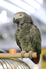 African gray parrot, exotic bird posing at the camera.