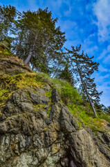 Tall conifers over the Pacific coast in Olympic National Park, Washington