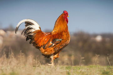 rooster in the field