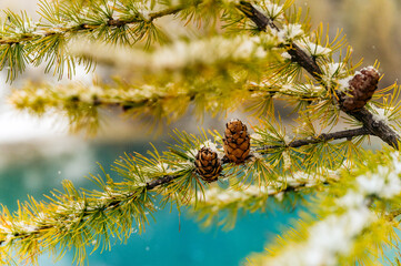 larch cone in autumn on a yellow branch