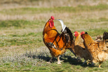 rooster in the field