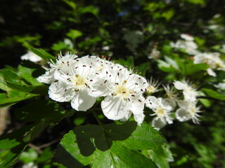 white flower