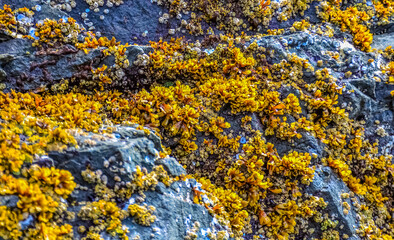 Overgrowth by aquatic organisms (Balanus) and algae on rocks on the shores of the Pacific Ocean in Olympic National Park, Washington