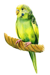 Budgie on a white background, watercolor parrot botanical painting