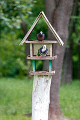 Two pigeons settled in a three-story bird feeder in a city park.