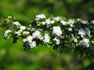 Obraz premium tree blossom