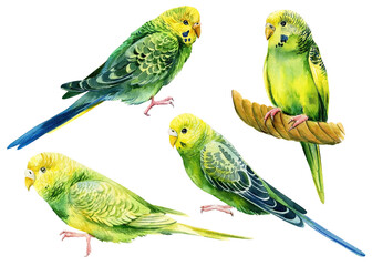 Set of tropical birds, budgies on a white background, watercolor botanical painting