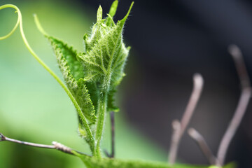 Cucumber On Tree In The Garden.