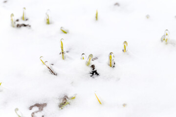 Wheat field is covered with snow in winter. Winter wheat covered with ice during frost. Green...
