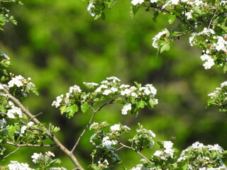 flowers in the garden