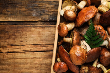 Fresh wild slippery jack mushrooms on wooden table, top view. Space for text