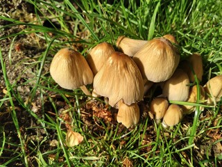 Mushrooms in the grass