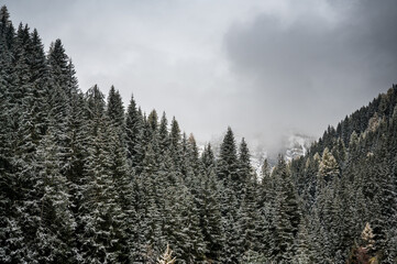 forest in first snow in valais