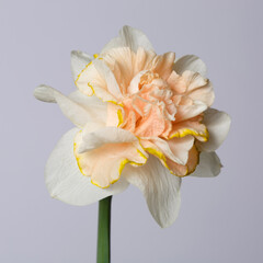 Tender daffodil with a terry peach center isolated on a gray background.