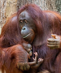 Close-up view of an Orangutan-Mother cares of her child