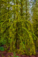 Epiphytic plants and wet moss hang from tree branches in the forest in Olympic National Park, Washington