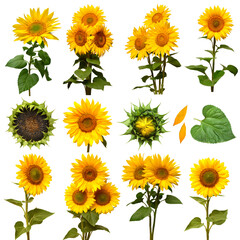 Sunflowers collection with flower head, bud, leaf, petal, bouquet, stage of evolution and bloom isolated on white background