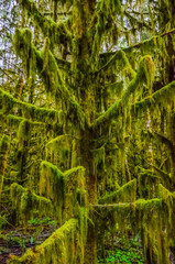 Fototapeta na wymiar Epiphytic plants and wet moss hang from tree branches in the forest in Olympic National Park, Washington