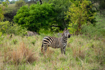 Fototapeta na wymiar Zebras in Tarangiri National Park City