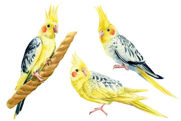 Set of watercolor parrots on isolated background, cockatiel parrot, hand drawing