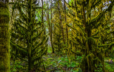 Epiphytic plants and wet moss hang from tree branches in the forest in Olympic National Park, Washington