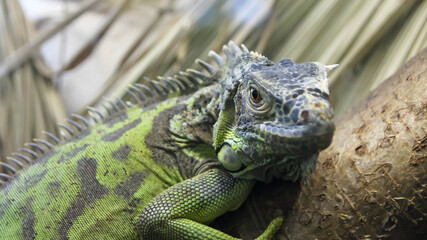 Obraz premium iguana on a tree