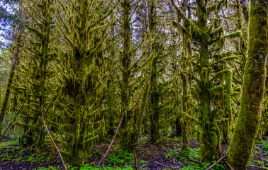 Epiphytic plants and wet moss hang from tree branches in the forest in Olympic National Park, Washington