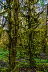 Fototapeta premium Epiphytic plants and wet moss hang from tree branches in the forest in Olympic National Park, Washington