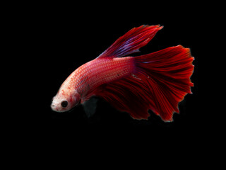 siamese fighting fish