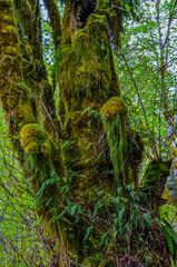 Epiphytic plants and wet moss hang from tree branches in the forest in Olympic National Park,...