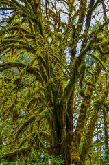 Fototapeta premium Epiphytic plants and wet moss hang from tree branches in the forest in Olympic National Park, Washington